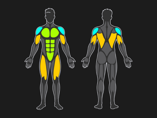 Browse by muscle
